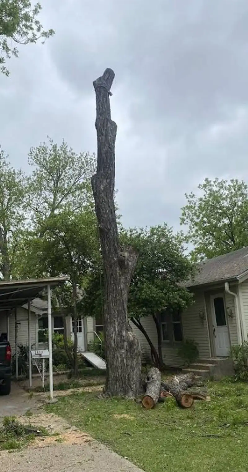 Dependable Tree Service Dependable Tree Service