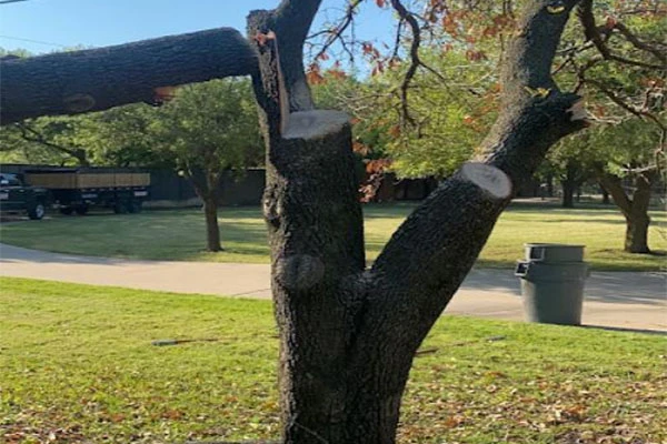 Reputable Tree Service