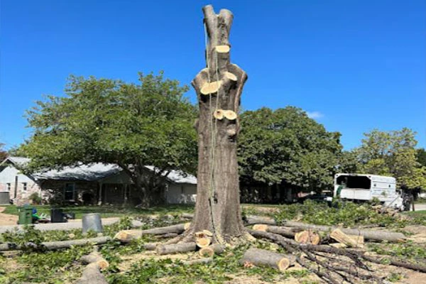 Tree Cutting Service