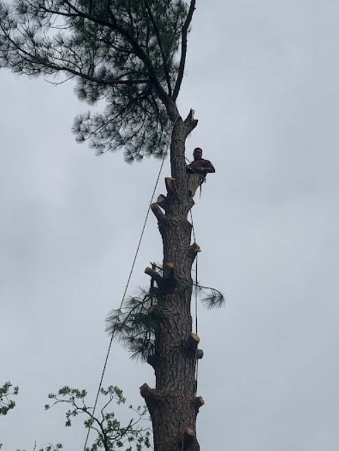 Tree Expert in Haltom City, TX Tree Expert in Haltom City, TX