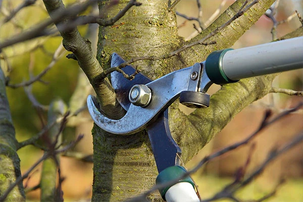 Tree Pruning Service