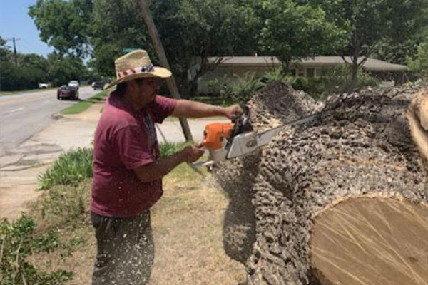 Tree Removal