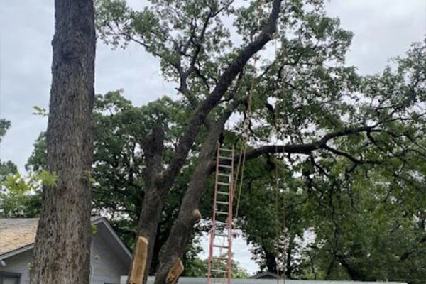 Tree Trimming